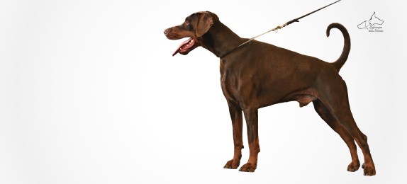 Linea riservata ai professionisti