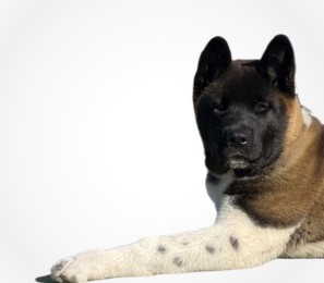 Per cani