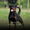 Allevamento Rottweiler_Barbara Resca_Anthony  vom haus Carrabba 