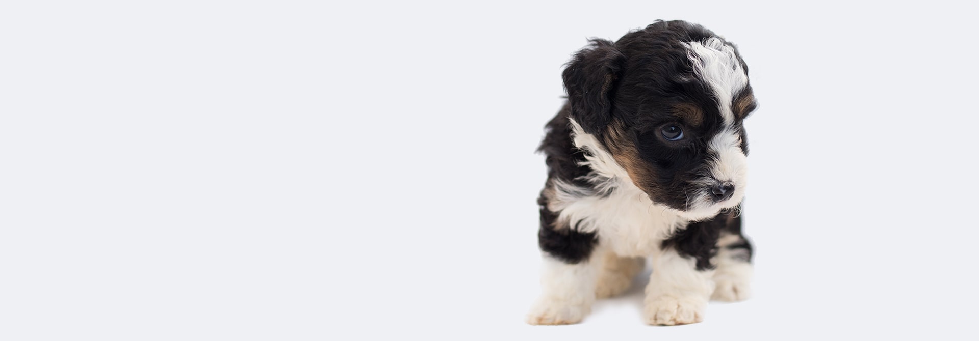 Alimenti completi per cani